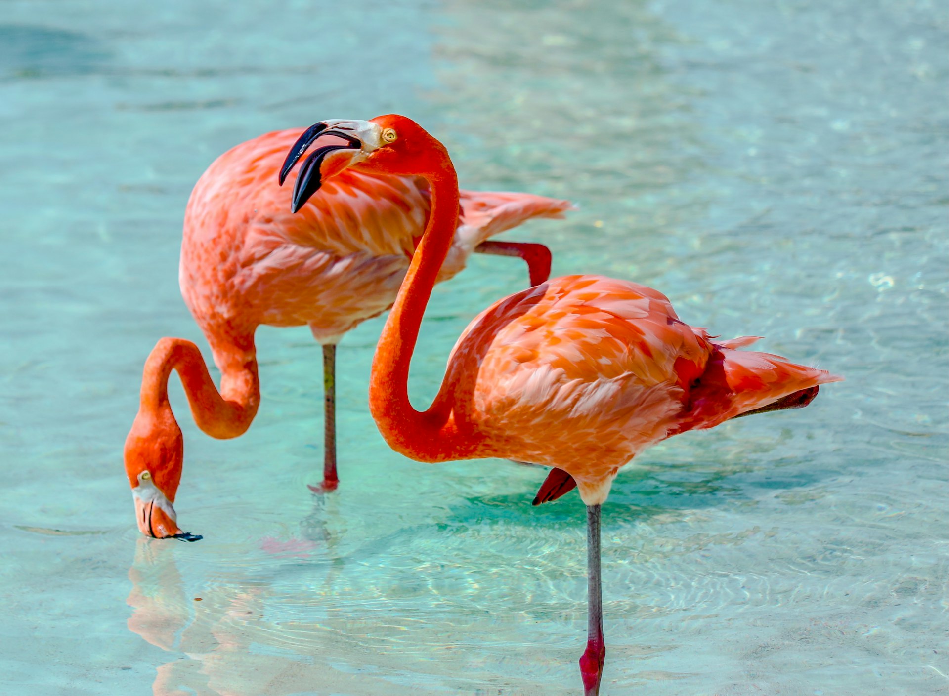 Pink flamingos in turquoise shallows
