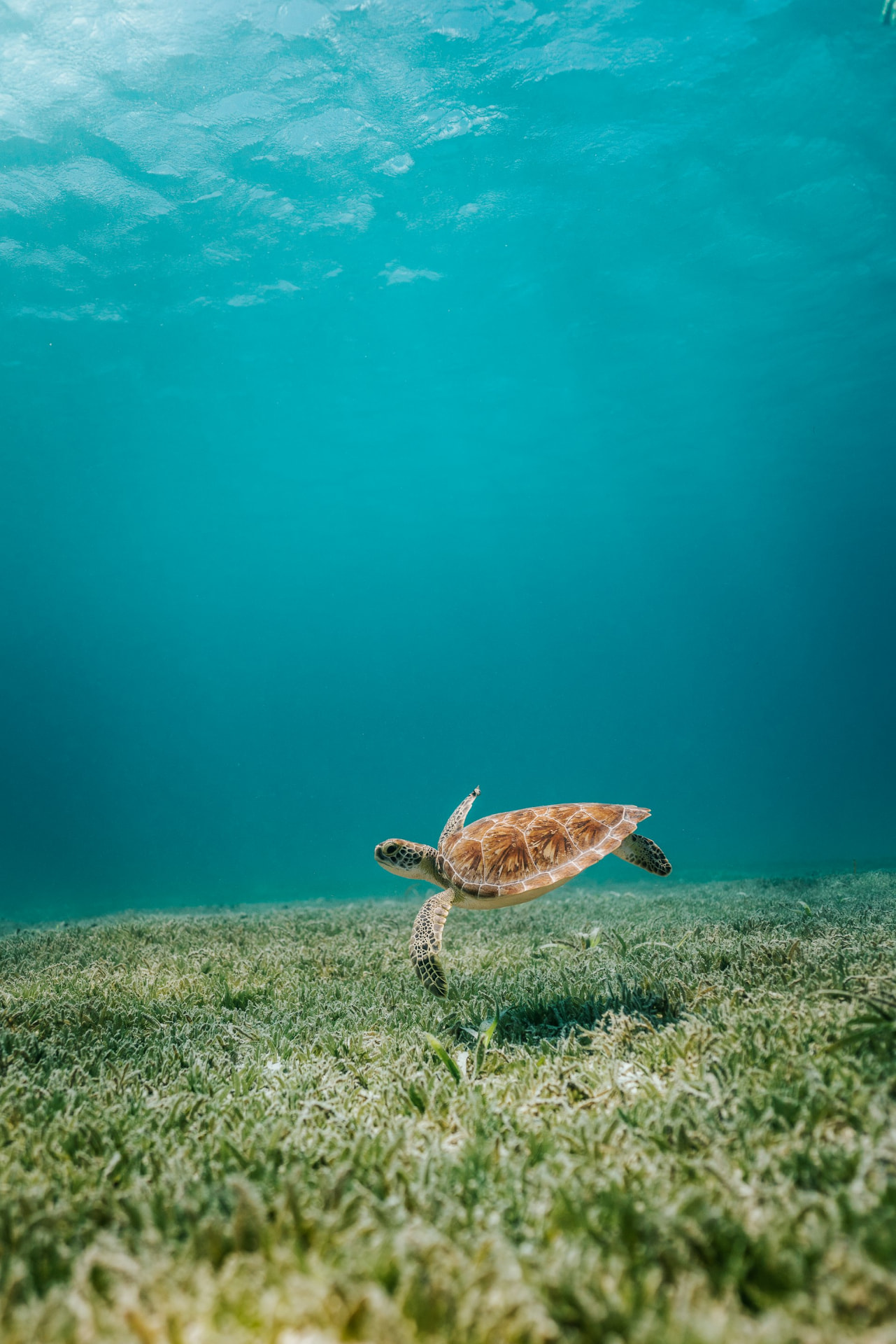 Green sea turtle while snorkeling